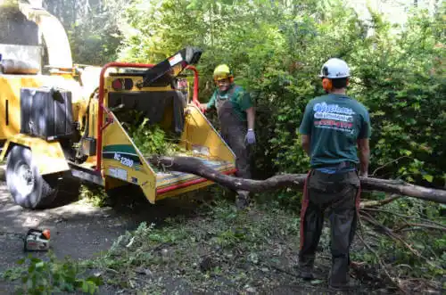 tree services Fanning Springs